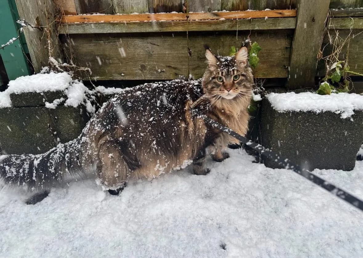 A Maine Coon outdoors