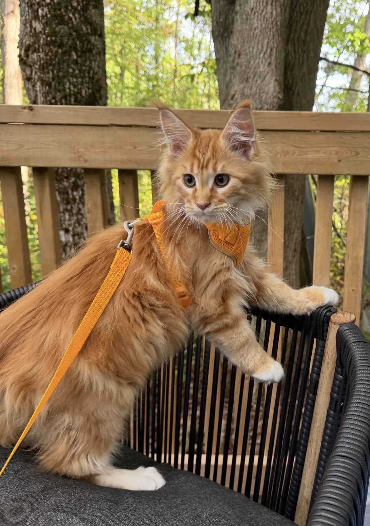 A Maine Coon outdoors