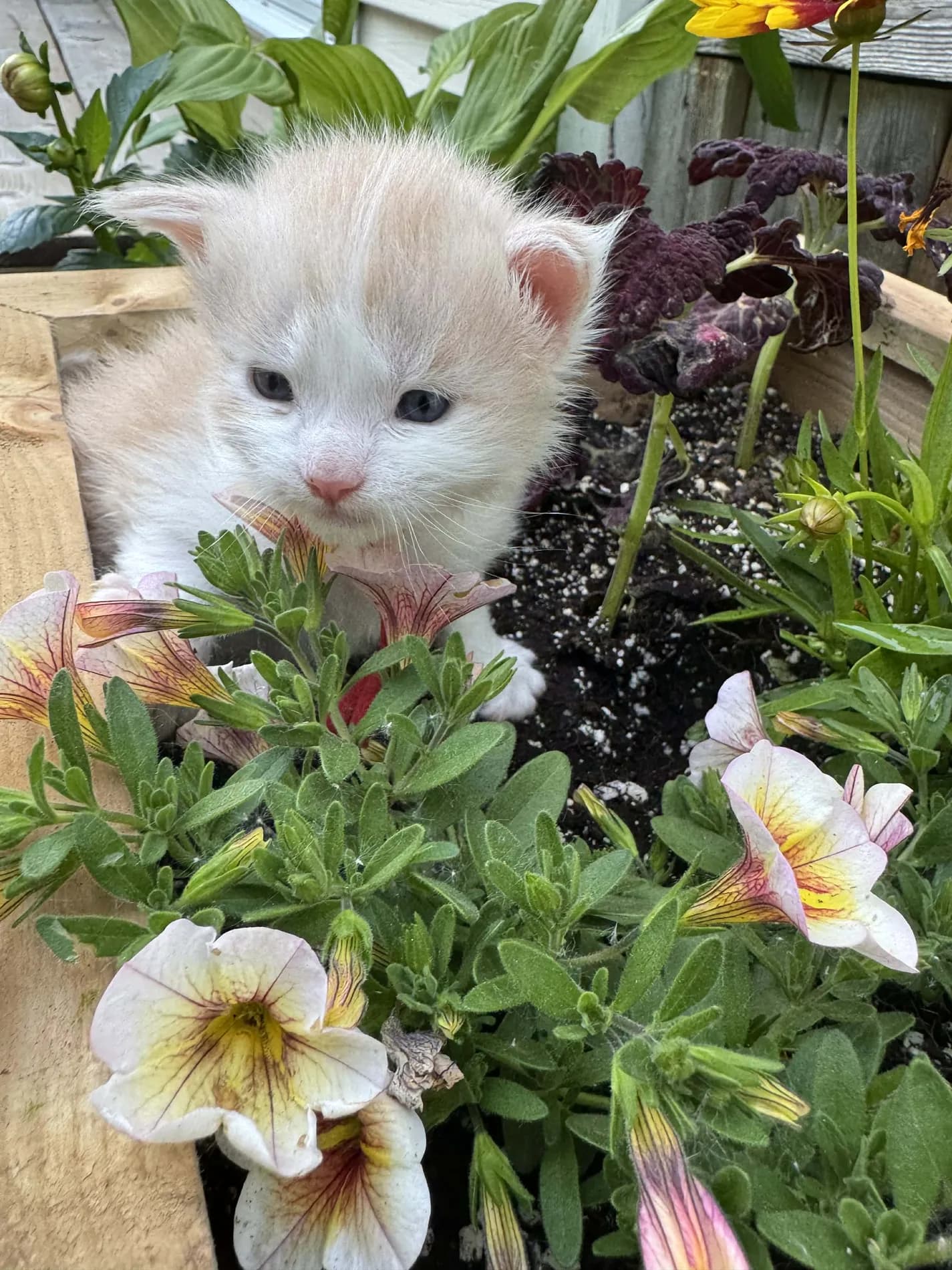 A Fabelhaft kitten